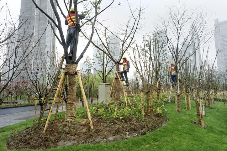 Pracownicy obcinają gałęzie